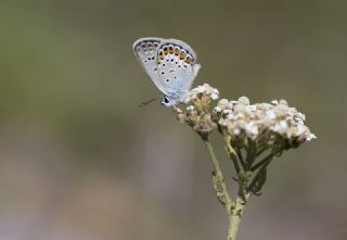 Gm Lekeli Esmergz (Plebejus argus)