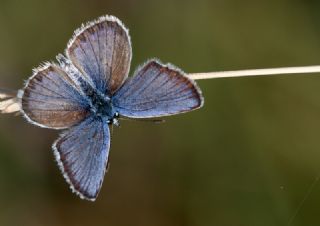 das Mavisi, Esmergz (Plebejus idas)