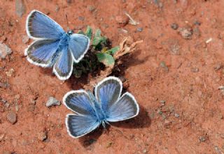 G�m�� Lekeli Esmerg�z&nbsp;(Plebejus&nbsp;argus)