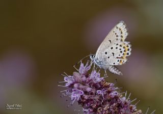 Gm Lekeli Esmergz (Plebejus argus)