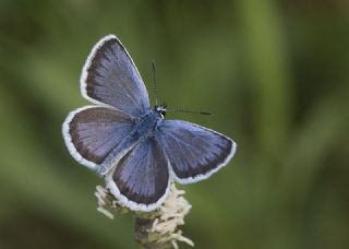 Gm Lekeli Esmergz (Plebejus argus)