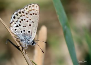 Gm Lekeli Esmergz (Plebejus argus)