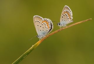 G�m�� Lekeli Esmerg�z&nbsp;(Plebejus&nbsp;argus)