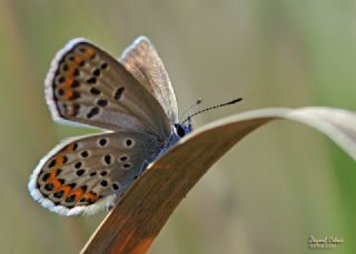 Gm Lekeli Esmergz (Plebejus argus)