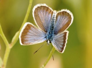 G�m�� Lekeli Esmerg�z&nbsp;(Plebejus&nbsp;argus)