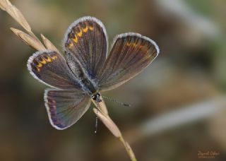 Gm Lekeli Esmergz (Plebejus argus)