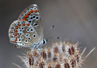 okgzl Esmer (Aricia agestis)