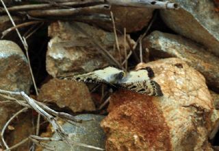 Yalanc Apollo (Archon apollinus)