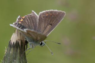 okgzl Orman Esmeri (Aricia artaxerxes)