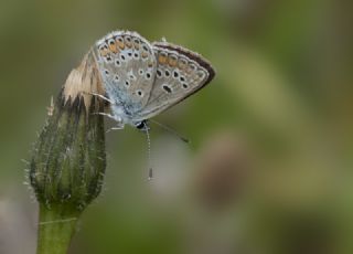 okgzl Orman Esmeri (Aricia artaxerxes)