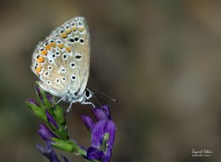 okgzl Mavi (Polyommatus icarus)