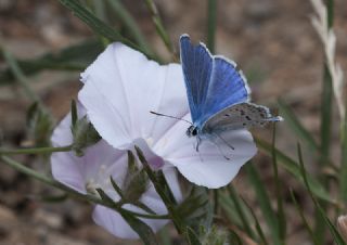 okgzl Mavi (Polyommatus icarus)