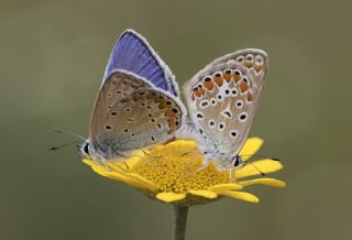 okgzl Mavi (Polyommatus icarus)