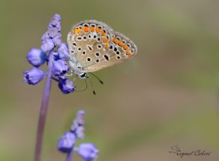 okgzl Mavi (Polyommatus icarus)