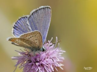 okgzl Mavi (Polyommatus icarus)