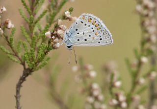 okgzl Mavi (Polyommatus icarus)