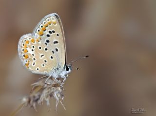 okgzl Yalanc Eros (Polyommatus eroides)