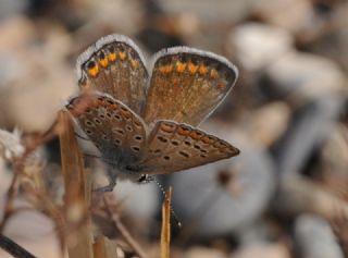 okgzl Mavi (Polyommatus icarus)