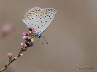 okgzl Mavi (Polyommatus icarus)