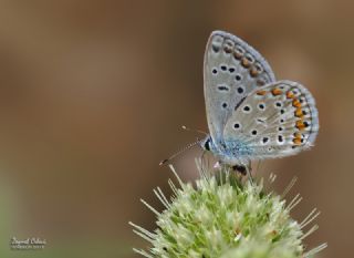 okgzl Mavi (Polyommatus icarus)