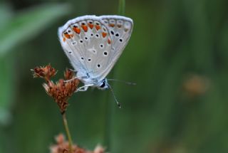 okgzl Mavi (Polyommatus icarus)