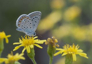okgzl Mavi (Polyommatus icarus)