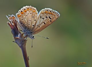 okgzl Mavi (Polyommatus icarus)