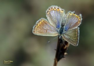 okgzl Mavi (Polyommatus icarus)