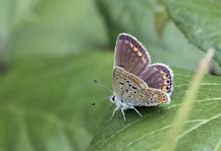 okgzl Mavi (Polyommatus icarus)