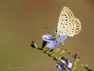 okgzl Mavi (Polyommatus icarus)