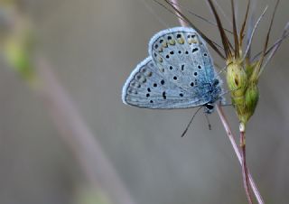 okgzl Mavi (Polyommatus icarus)