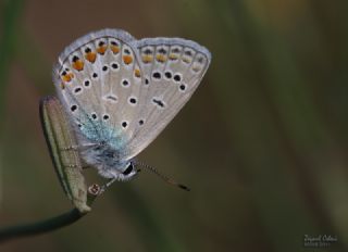 okgzl Mavi (Polyommatus icarus)