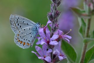 okgzl Mavi (Polyommatus icarus)