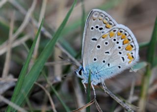 okgzl Mavi (Polyommatus icarus)