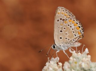 okgzl Mavi (Polyommatus icarus)