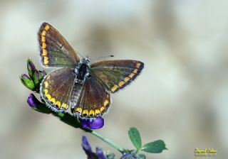 okgzl Mavi (Polyommatus icarus)