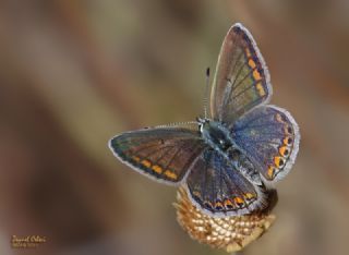 okgzl Yalanc Eros (Polyommatus eroides)