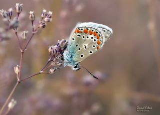 okgzl Mavi (Polyommatus icarus)