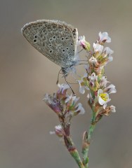 Karsandra (Zizeeria karsandra)