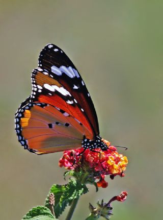 Sultan (Danaus chrysippus)