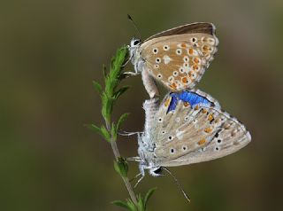 okgzl Gk Mavisi (Polyommatus bellargus)