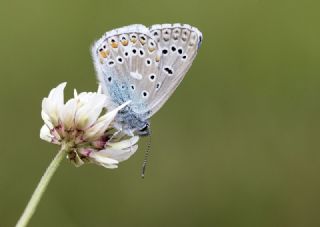 okgzl Gk Mavisi (Polyommatus bellargus)