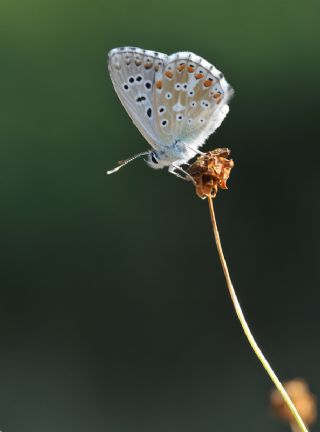 okgzl Gk Mavisi (Polyommatus bellargus)