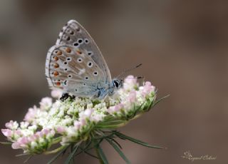 okgzl Gk Mavisi (Polyommatus bellargus)