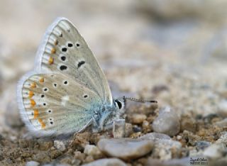 okgzl Turkuvaz Mavisi (Polyommatus dorylas)