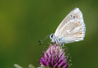 �okg�zl� Turkuvaz Mavisi&nbsp;(Polyommatus&nbsp;dorylas)