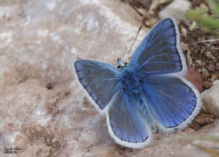 okgzl Turkuvaz Mavisi (Polyommatus dorylas)