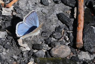 okgzl Turkuvaz Mavisi (Polyommatus dorylas)