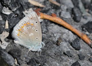 okgzl Turkuvaz Mavisi (Polyommatus dorylas)