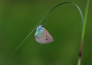 Karagz Mavisi (Glaucopsyche alexis)
